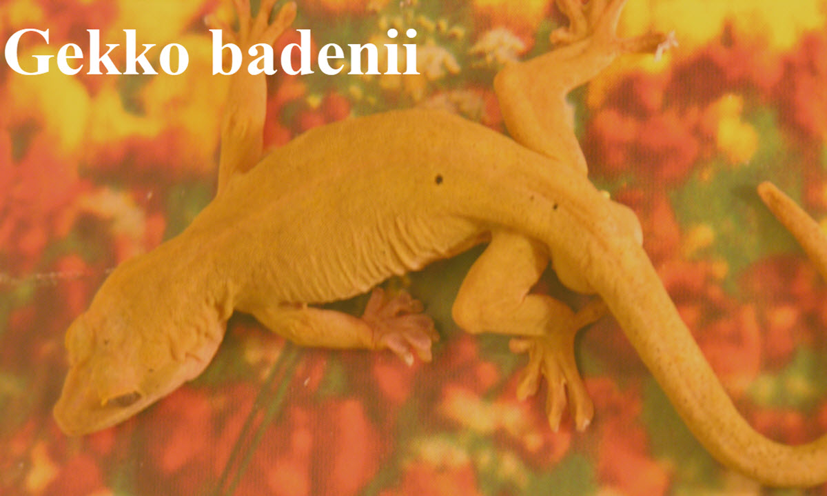 Gekko badenii