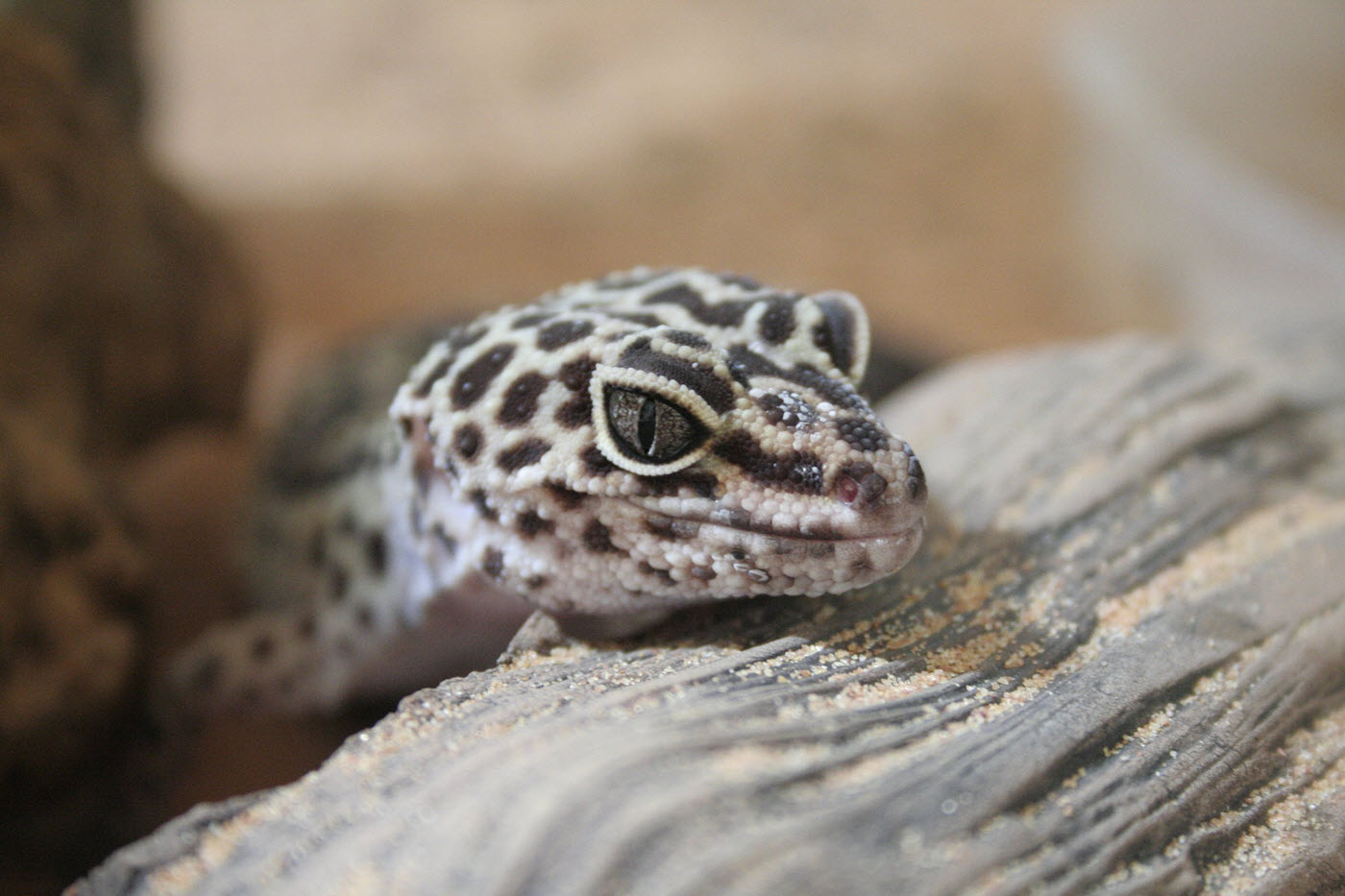 avel leopardgecko