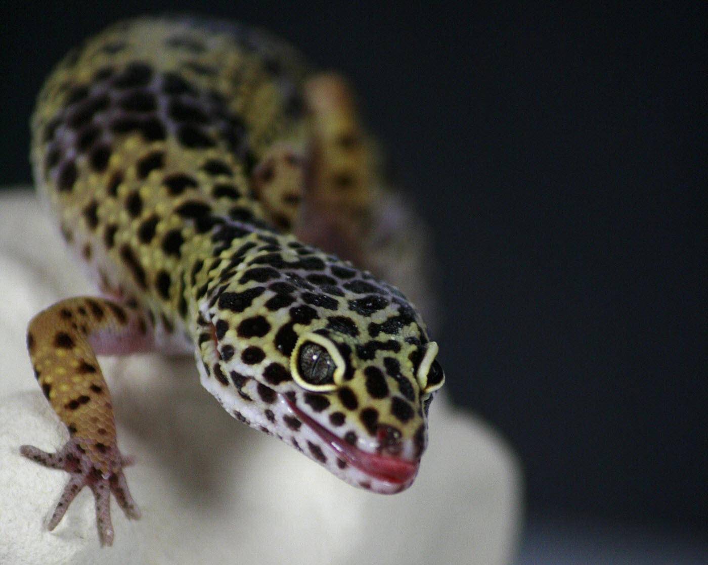 gecko