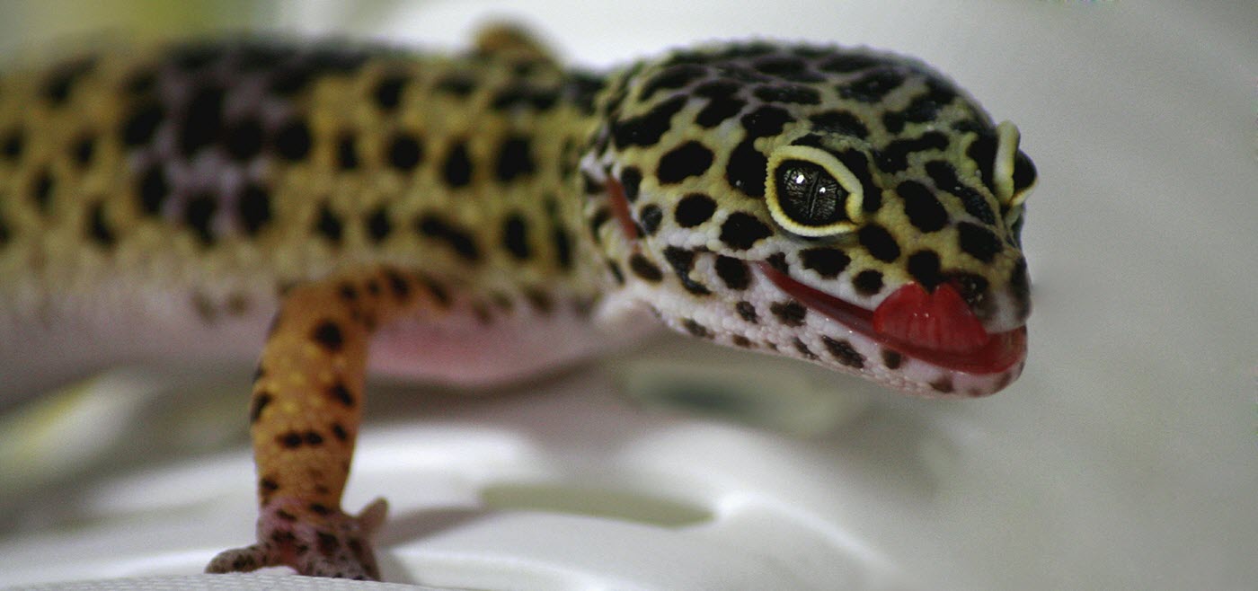 leopardgecko