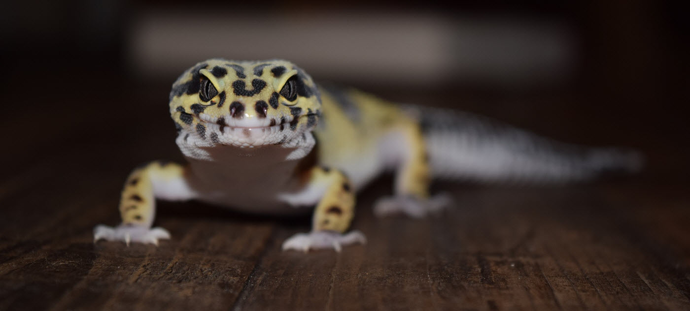 leopardgecko hälsa