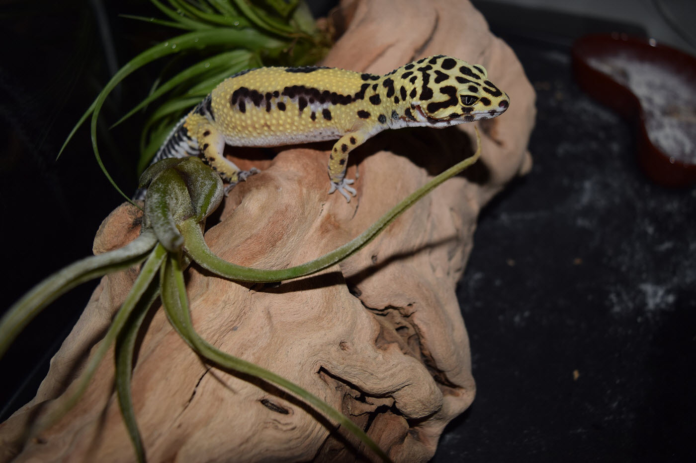 leopardgecko unge