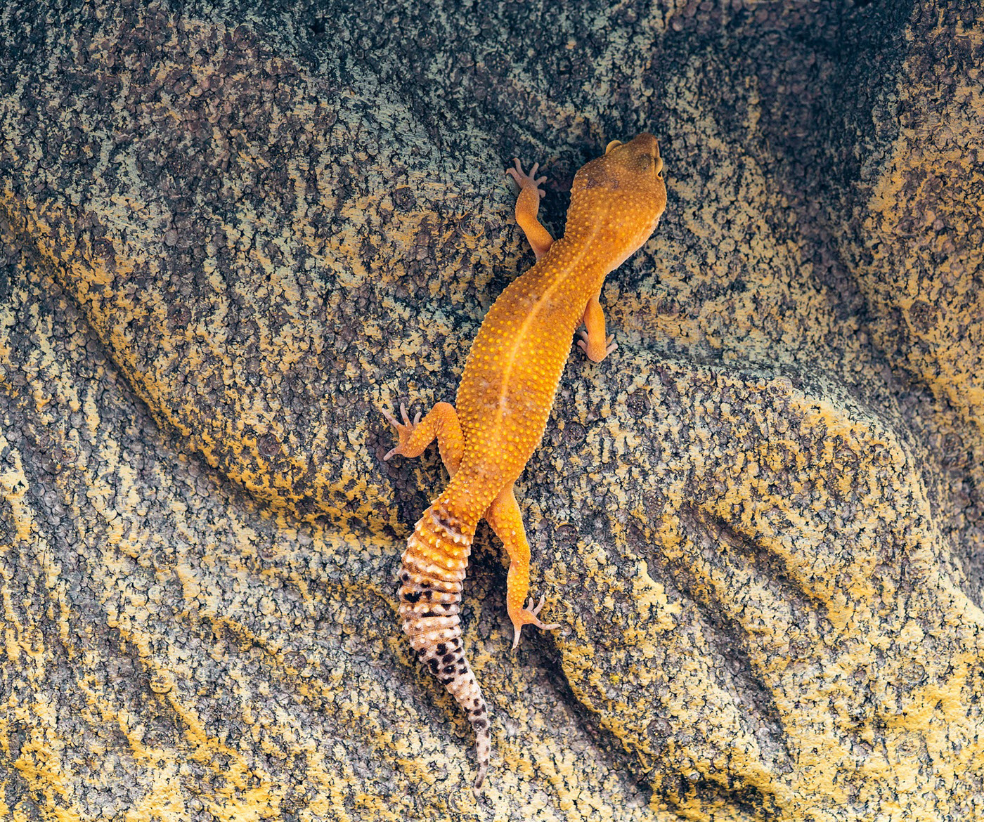 orange leopardgecko