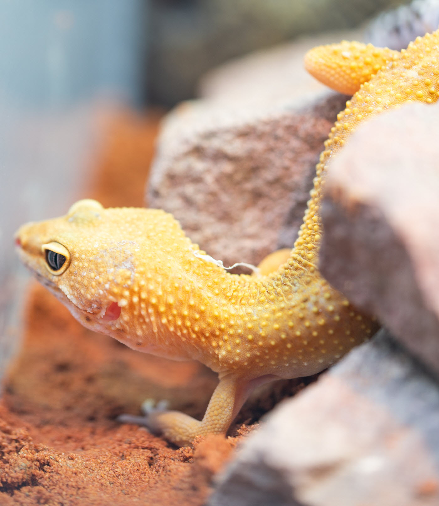 terrrium leopardgecko